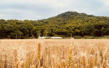 苹果丰收大班教案5篇