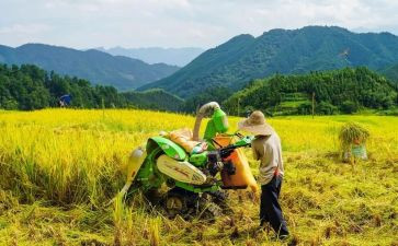 秋天的丰收作文优质6篇