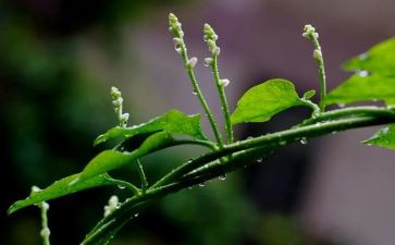 我心灵的甘露一作文最新8篇