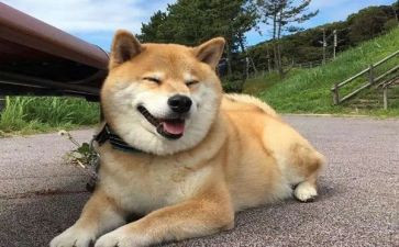 看小狗的小房子读后感最新6篇