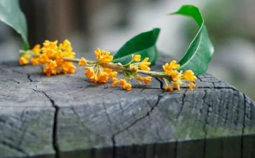 家乡的桂花糕作文最新8篇
