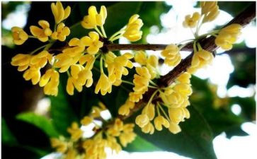 桂花糖教案模板5篇