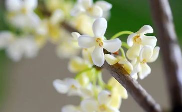 家乡的桂花糕作文5篇