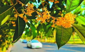 桂花的介绍作文5篇