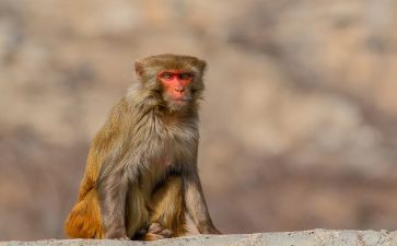 小猴吃桃子教案7篇