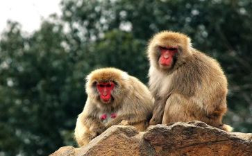 大班音乐三只猴子教案优质7篇