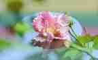 写春天的花作文600字最新8篇