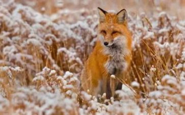 狐狸教学反思8篇