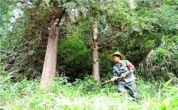 村护林员工作总结推荐8篇