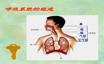呼吸的心得体会7篇