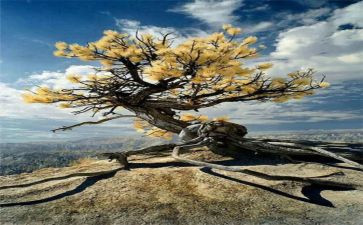 坚强类的作文800字优质6篇