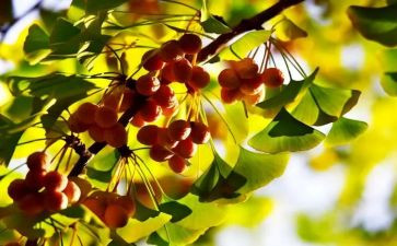 季节作文500字8篇