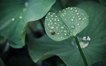 写节气的作文500字6篇