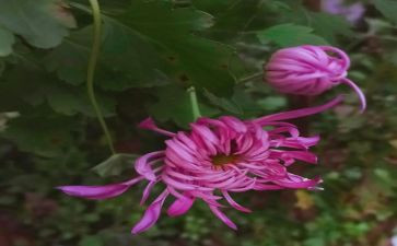 看菊花作文最新5篇