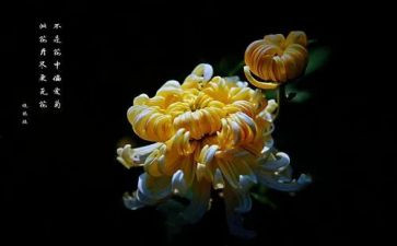 看菊花作文推荐8篇