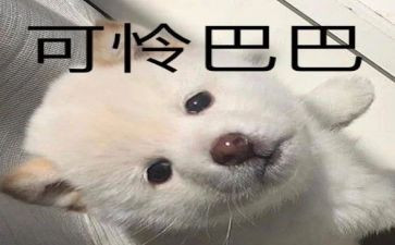 可怜的小狗作文5篇