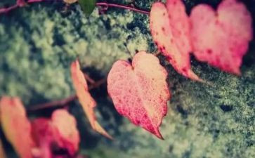 苦校园生活作文推荐7篇