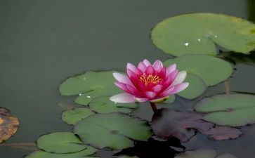 游莲花坞作文推荐6篇