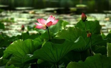 莲花坞作文模板7篇