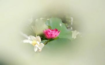 莲花作文通用6篇
