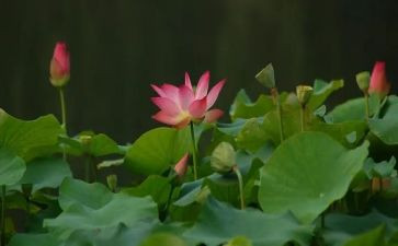 游莲花坞作文模板8篇