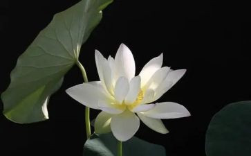 莲花的作文300字7篇