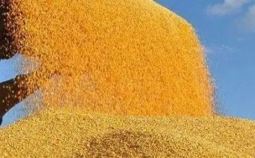 节约粮食活动总结5篇