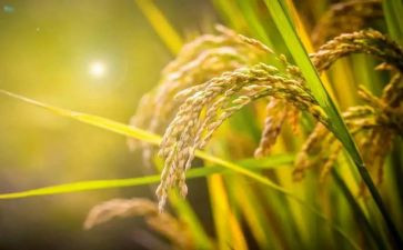 大班运粮食教案6篇