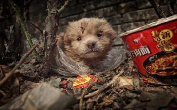 苦二流浪记读后感5篇