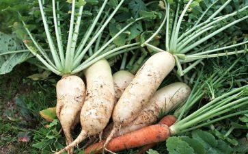 透明的红萝卜读后感6篇