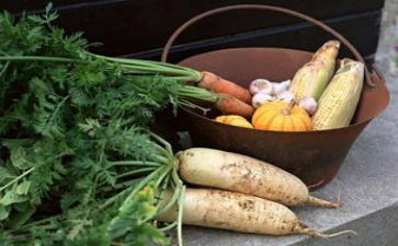 幼儿园《拔萝卜》教案8篇