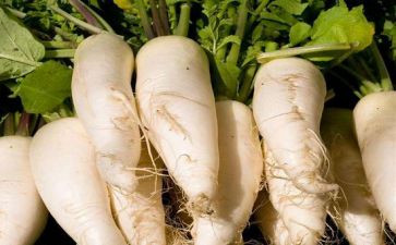 幼儿园拔萝卜活动教案5篇