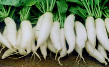 拔萝卜的心得7篇