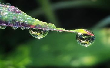 写露珠的作文5篇