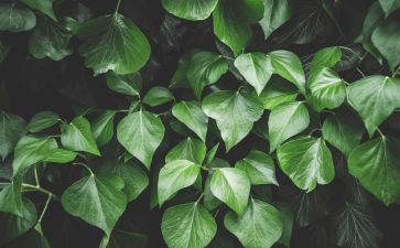 绿化校园活动总结范文5篇