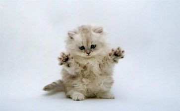 熊猫观后感通用8篇
