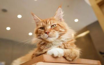 关于猫的作文最新5篇