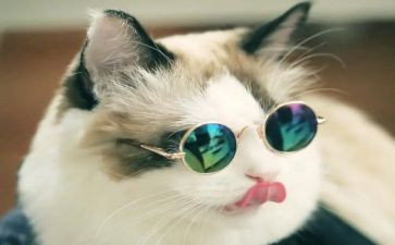 我和猫的故事作文600字7篇