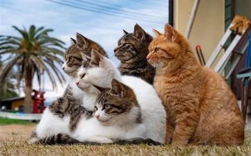 我的小猫作文300字模板5篇