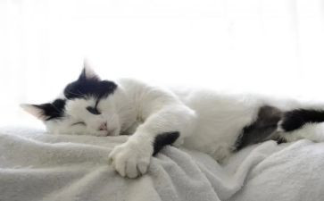 猫与老鼠作文600字5篇