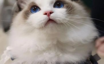 猫作文800字优秀7篇