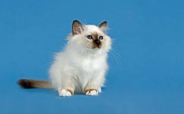 熊猫作文精选6篇