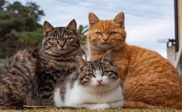 关于猫的作文5篇