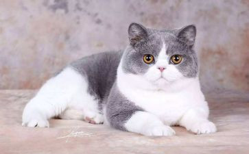 猫的作文600字模板8篇