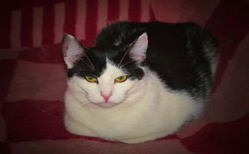我的小猫作文300字作文模板5篇