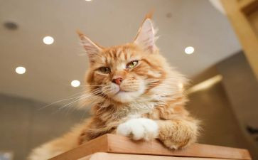 猫作文800字精选5篇