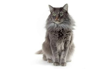 熊猫作文参考7篇