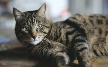 猫英文作文优秀5篇