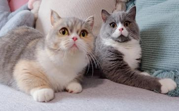 猫的作文400字参考6篇