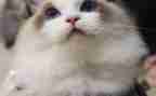 猫作文800字优秀7篇